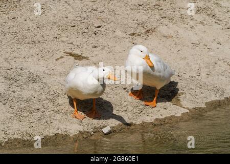 Deux canards blancs dans un étang artificiel. Pekin ou White Pekin. Espagne. Banque D'Images