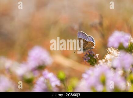 Bleu du Sud. Polyommatus celina, se nourrissant du thym sauvage. Espagne. Banque D'Images