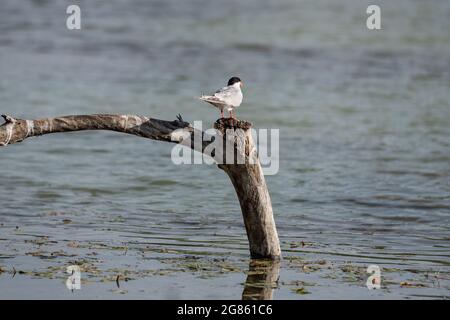 Chlidonias hybrida oiseau de la sous-famille des Sterinae, Terns, avec bec orange et plumage blanc et gris. Banque D'Images