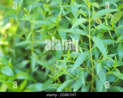 Roi des amers nom scientifique Andrographis paniculata Burm, Wall. Ex Nees, Fah Talai jhon, les herbes thaïlandaises soulagent le mal de gorge, réduisent la fièvre, chauffent le Banque D'Images