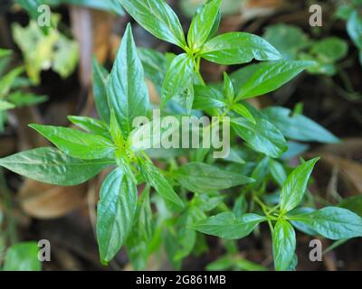 Roi des amers nom scientifique Andrographis paniculata Burm, Wall. Ex Nees, Fah Talai jhon, les herbes thaïlandaises soulagent le mal de gorge, réduisent la fièvre, chauffent le Banque D'Images