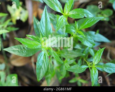 Roi des amers nom scientifique Andrographis paniculata Burm, Wall. Ex Nees, Fah Talai jhon, les herbes thaïlandaises soulagent le mal de gorge, réduisent la fièvre, chauffent le Banque D'Images