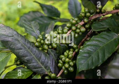 grains de café sur un arbre avec une mise au point douce et une lumière excessive en arrière-plan Banque D'Images