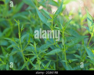 Roi des amers nom scientifique Andrographis paniculata Burm, Wall. Ex Nees, Fah Talai jhon, les herbes thaïlandaises soulagent le mal de gorge, réduisent la fièvre, chauffent le Banque D'Images