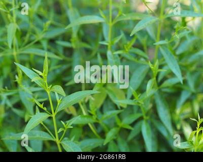 Roi des amers nom scientifique Andrographis paniculata Burm, Wall. Ex Nees, Fah Talai jhon, les herbes thaïlandaises soulagent le mal de gorge, réduisent la fièvre, chauffent le Banque D'Images