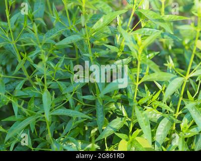 Roi des amers nom scientifique Andrographis paniculata Burm, Wall. Ex Nees, Fah Talai jhon, les herbes thaïlandaises soulagent le mal de gorge, réduisent la fièvre, chauffent le Banque D'Images