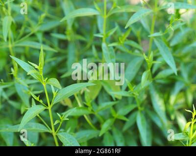 Roi des amers nom scientifique Andrographis paniculata Burm, Wall. Ex Nees, Fah Talai jhon, les herbes thaïlandaises soulagent le mal de gorge, réduisent la fièvre, chauffent le Banque D'Images