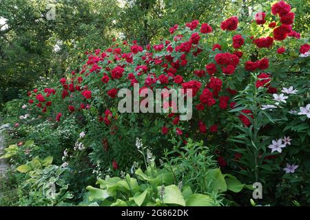 Rose rouge flammentaz dans le jardin. Une rose rouge fleurit dans le jardin. Banque D'Images