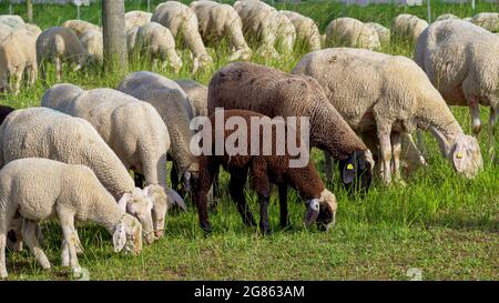 Moutons (Ovis gmelini aries) sur pâturage, Bavière, Allemagne, Europe Banque D'Images