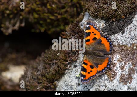 Un petit papillon tortoiseshell (Aglais urticae) sur pierre avec mousse Banque D'Images