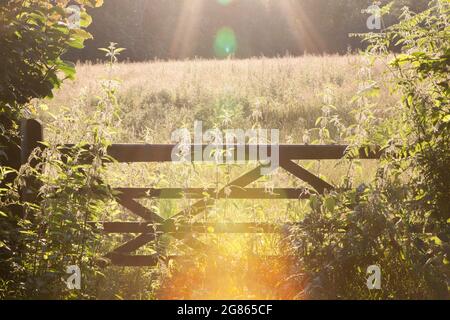 East Sussex, Royaume-Uni. 16 juillet 2021 : la lumière d'or au coucher du soleil illumine une porte de 5 bars dans la campagne de l'est du Sussex, près de Rotherfield. L'Angleterre est sur le point de vivre une mini-vague de chaleur ce week-end avec des températures atteignant jusqu'à 30 centigrades le dimanche. Anna Watson/Alay Live News. Banque D'Images