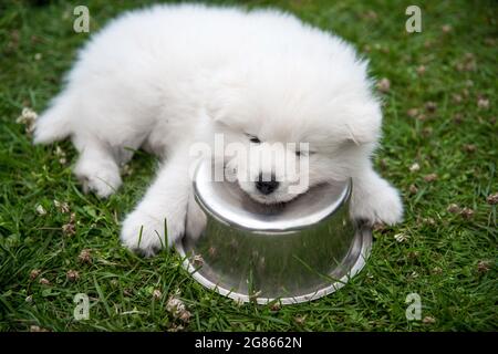 Le petit chien de chiot Samoyed blanc dort avec un bol Banque D'Images