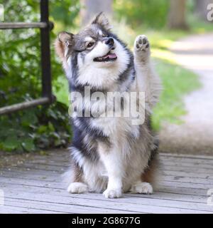 Portrait d'un chiot chien de Lapphund finlandais agitant sa patte à l'extérieur dans le parc Banque D'Images