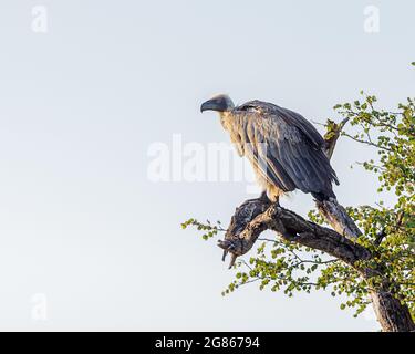 Les vautours à dos blanc, gyps africanus, dont les cultures ont été distendus après s'être nourries sur une carcasse. Le vautour menaçait d’extinction par un empiétement humain Banque D'Images