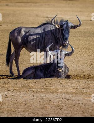 Un couple de taureaux bleus plus sauvages Connochaetes taurinus reposant sur un lit de rivière sec regardant la caméra. Afrique du Sud ; Parc transfrontalier de Kgalagadi ; Banque D'Images