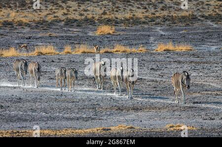 Un groupe de zèbre de Burchells Equus burhelli marchant jusqu'à l'eau dans le parc national sec et poussiéreux d'Etosha. Il est également connu comme le zèbre des plaines est a b. Banque D'Images