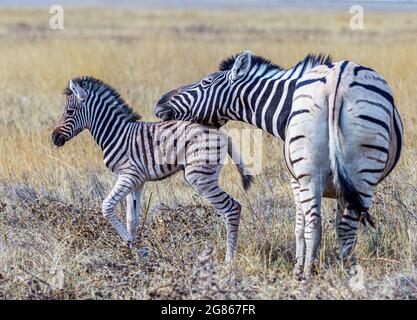 Zebra Equus burhelli Foal Bonding avec la mère à Etosha Game Reserve Namibie Banque D'Images