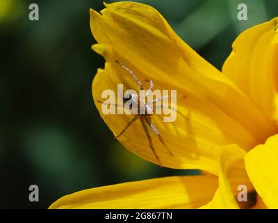 Une petite araignée sur un pétale de fleur jaune. Macrophoto. Banque D'Images