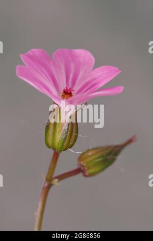 Robert Geranium Banque D'Images