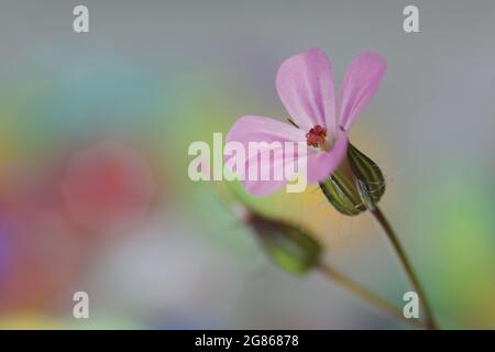 Robert Geranium Banque D'Images