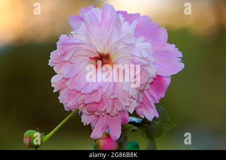 Belle fleur de pivoine rose pleine fleur, fond vert de jardin, lumière du soir. Banque D'Images