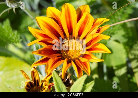 gazania à rayures rouges et orange (fleur de Trésor ou Marguerite africaine) fleur d'été juillet Royaume-Uni Banque D'Images