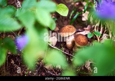 Deux jeunes champignons de bouleaux ou leccinum scabrum poussant dans une forêt Banque D'Images