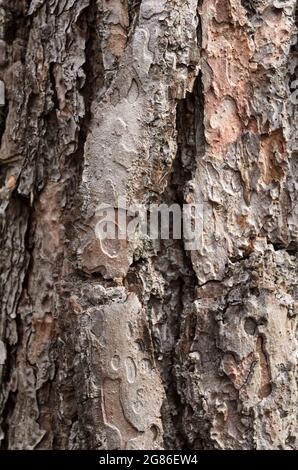 Vue en gros plan de l'écorce externe de pin (conifères, Pinus, Pinoideae) avec différentes couches ou textures, arrière-plan naturel abstrait Banque D'Images