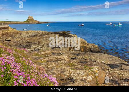 L'Éthrift de mer fleurit sur le rivage de l'île Sainte, avec une vue sur le port jusqu'au château de Lindisfarne. Banque D'Images