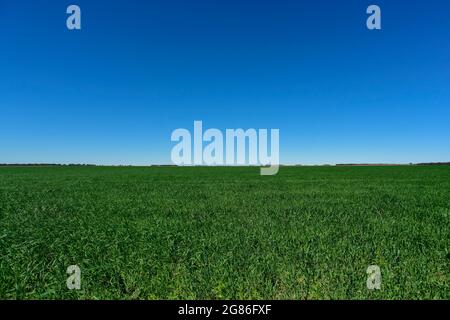 Campagne Argentine, production agricole dans la province de Buenos Aires, Argentine Banque D'Images