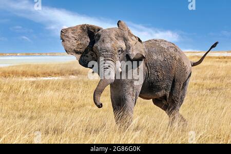 Éléphant de colère, Parc national d'Etosha, Namibie (Loxodonta africana) Banque D'Images