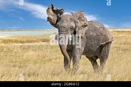 Éléphant de colère, Parc national d'Etosha, Namibie (Loxodonta africana) Banque D'Images