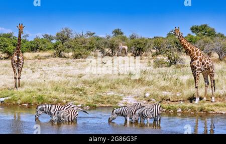 Girafes et zèbres au trou d'eau, parc national d'Etosha, Namibie Banque D'Images