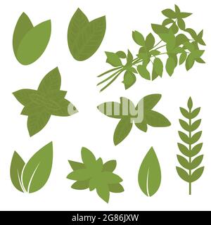 feuille d'herbes isolée, illustration de plantes, baie, sauge, melissa Illustration de Vecteur