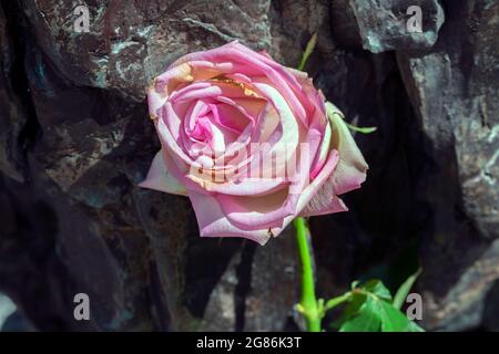 Fleur au Monument de l'esclavage à Amsterdam, pays-Bas 2-7-2021 Banque D'Images