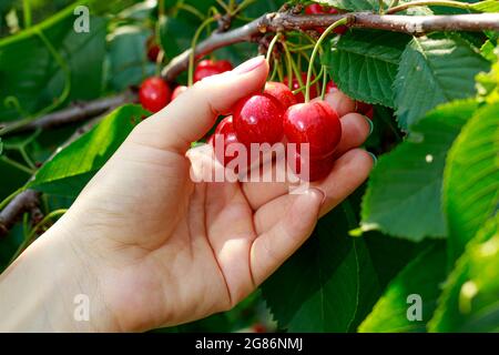 Une femme mûre des cerises douces mûres d'une branche d'arbre en été. Jardinage, arbres fruitiers en croissance, les avantages des baies Banque D'Images