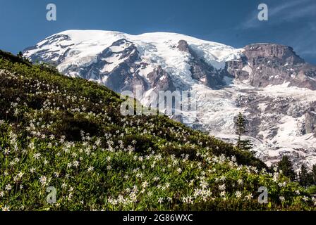 Fleurs sauvages sur la pente de Mt. Rainer, Mt. Parc national de Rainer, Washington Banque D'Images