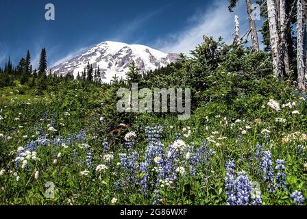 Fleurs sauvages sur la pente de Mt. Rainer, Mt. Parc national de Rainer, Washington Banque D'Images