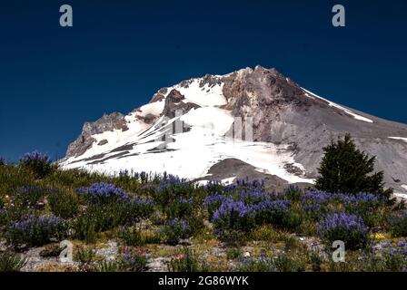 Fleurs sauvages sur la pente de Mt. Rainer, Mt. Parc national de Rainer, Washington Banque D'Images