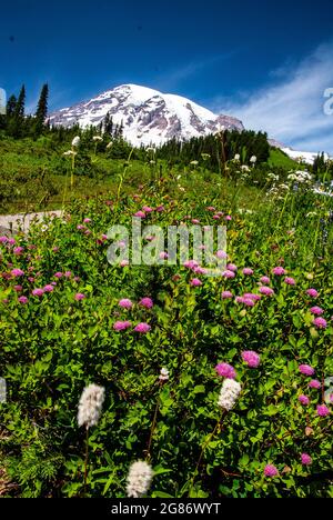 Fleurs sauvages sur la pente de Mt. Rainer, Mt. Parc national de Rainer, Washington Banque D'Images