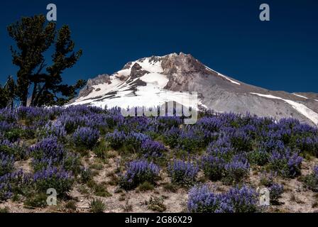 Fleurs sauvages sur la pente de Mt. Rainer, Mt. Parc national de Rainer, Washington Banque D'Images