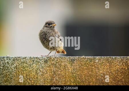 Gros plan d'un joli petit nagé, un redstart noir, avec une queue orange assise sur un mur en pierre de granit. Arrière-plan gris et noir. Banque D'Images