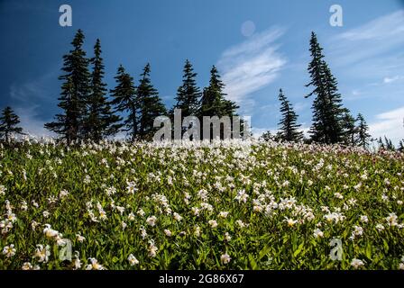 Fleurs sauvages et épinettes, Mt. Parc national de Rainer, Washington Banque D'Images