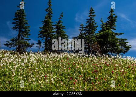 Fleurs sauvages et épinettes sur la pente du Mt. Rainer Banque D'Images