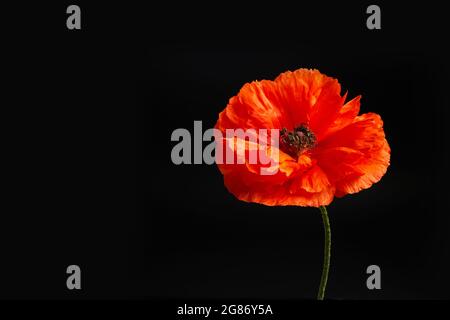 Un seul coquelicot sur fond noir. Fleurissent pour les morts de guerre et les anciens combattants jour VJ, le 11 novembre et d'autres jours de souvenir. Banque D'Images