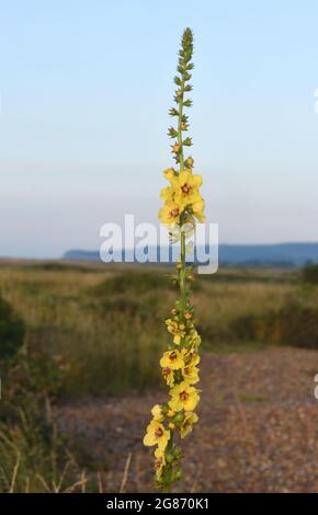 Fleurs jaune foncé de molène (Verbascum nigrum) croissant sur les galets très pauvre sol derrière la plage de Rye Bay. Réserve naturelle de Rye, Rye, Sus Banque D'Images
