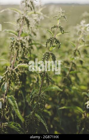 Ortie verte luxuriante (Urtica dioica) avec des feuilles en forme de coeur et des fleurs jaunes rétro-éclairées avec le soleil du soir dans la prairie. Peut être utilisé comme médicament Banque D'Images