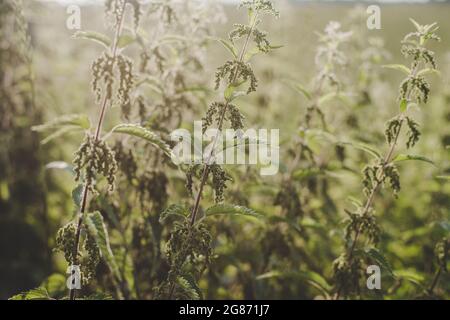 Ortie verte luxuriante (Urtica dioica) avec des feuilles en forme de coeur et des fleurs jaunes rétro-éclairées avec le soleil du soir dans la prairie. Peut être utilisé comme médicament Banque D'Images