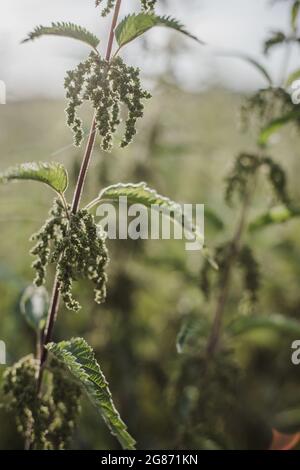 Ortie verte luxuriante (Urtica dioica) avec des feuilles en forme de coeur et des fleurs jaunes rétro-éclairées avec le soleil du soir dans la prairie. Peut être utilisé comme médicament Banque D'Images