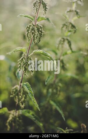 Ortie verte luxuriante (Urtica dioica) avec des feuilles en forme de coeur et des fleurs jaunes rétro-éclairées avec le soleil du soir dans la prairie. Peut être utilisé comme médicament Banque D'Images